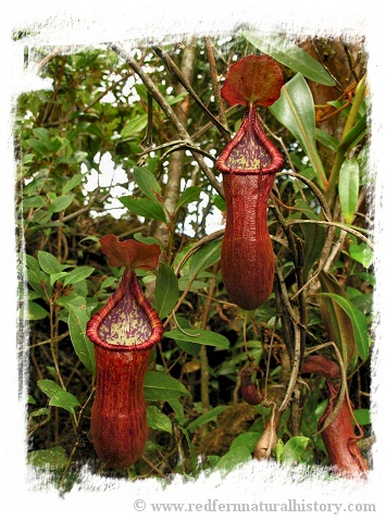 Nepenthes petiolata { Pantaron Mountain Range, Mindanao, Philippines} / 1+ plants, size 2-6 cm